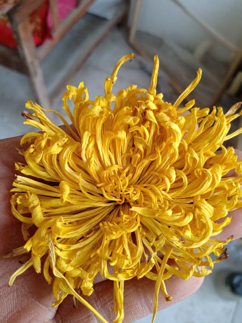 特级金丝皇菊，一朵一杯清热去火
