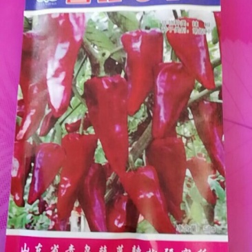辣椒种子
