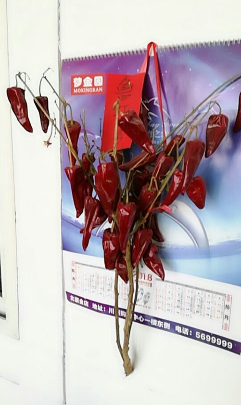 辣椒种子