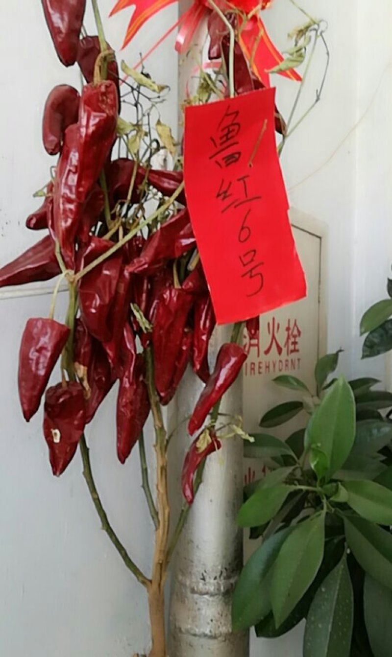 辣椒种子