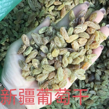 绿无核葡萄干无核一级