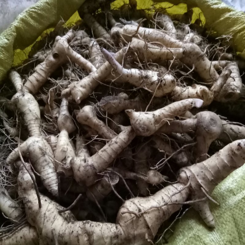 黄精，秦岭山上纯野生鸡头甜黄精种块，货源充足，品质保证