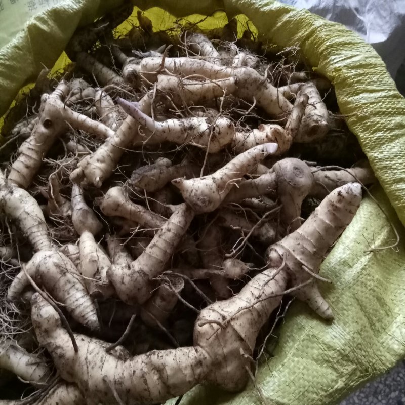 黄精，秦岭山上纯野生鸡头甜黄精种块，货源充足，品质保证