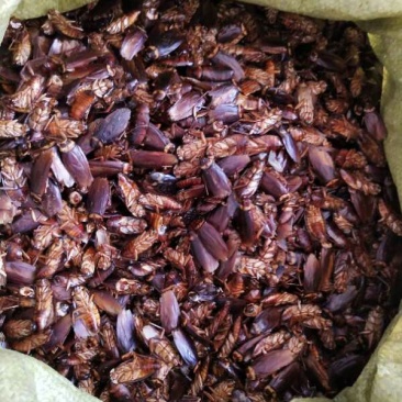 蟑螂干品，蟑螂活体龙鱼饲料，钓鱼好饵料。