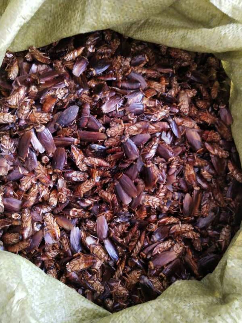 蟑螂干品，蟑螂活体龙鱼饲料，钓鱼好饵料。