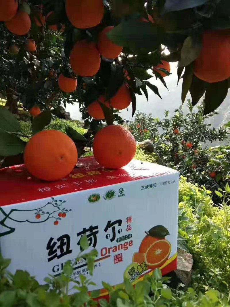 秭归脐橙品种多，伦晚果园看货诚信经营，果园看货