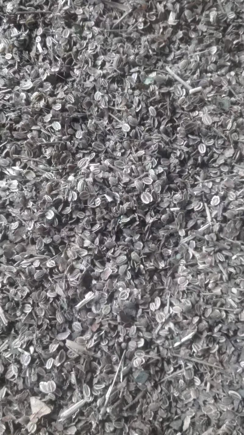 白花前胡种子。质优价廉，质量保证