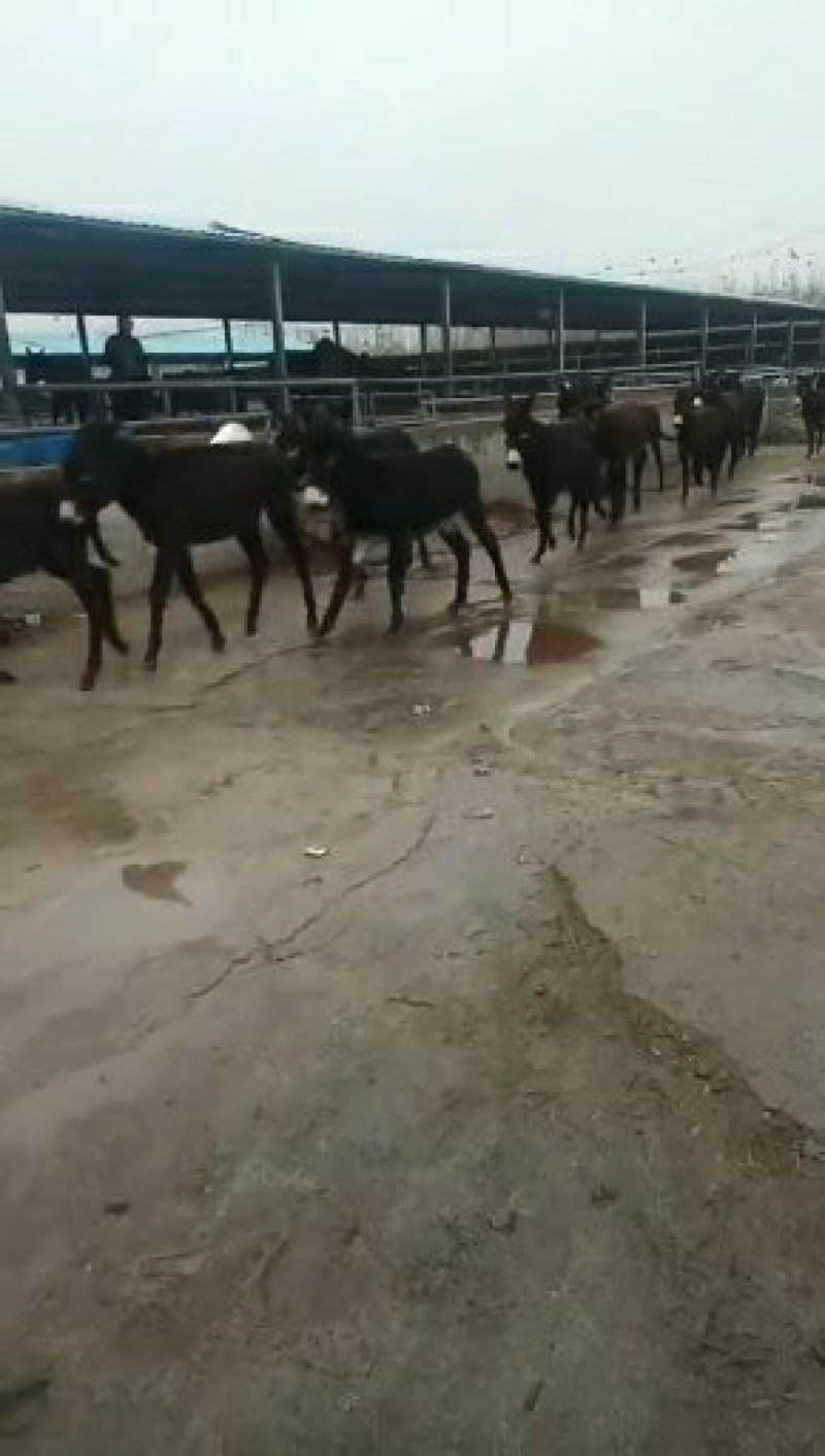 德州肉驴