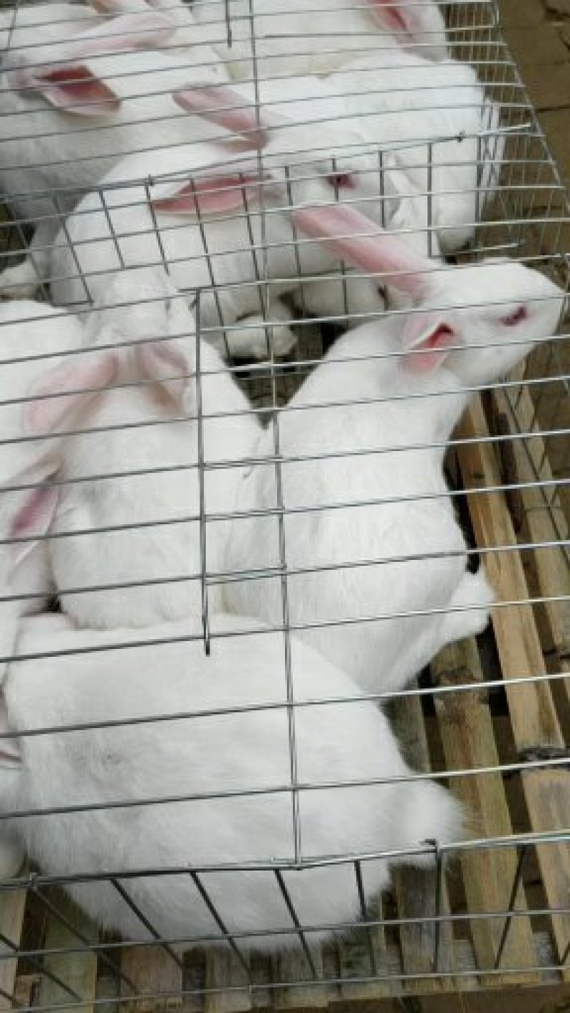 肉兔