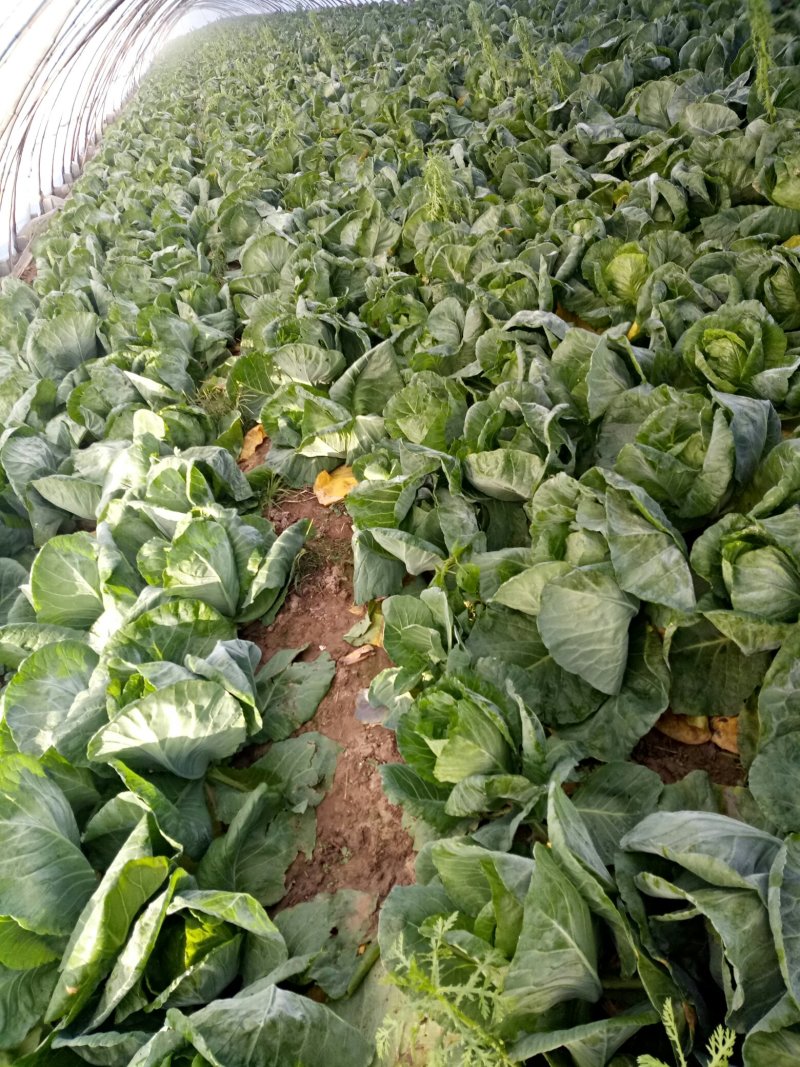 甘蓝黄心甘蓝，大棚甘蓝大批上市