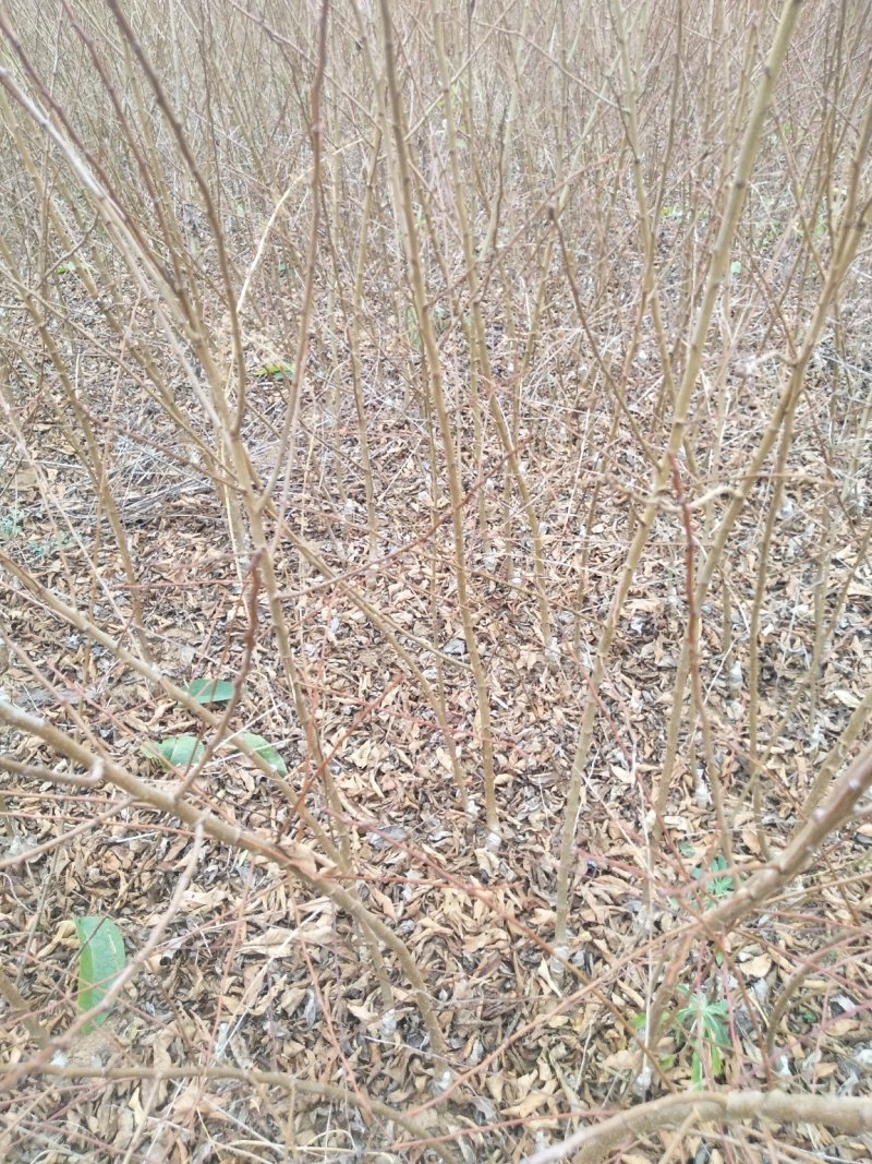 昭通森旺苗圃种植合作社专业培育优质甜脆李子树苗基地直发