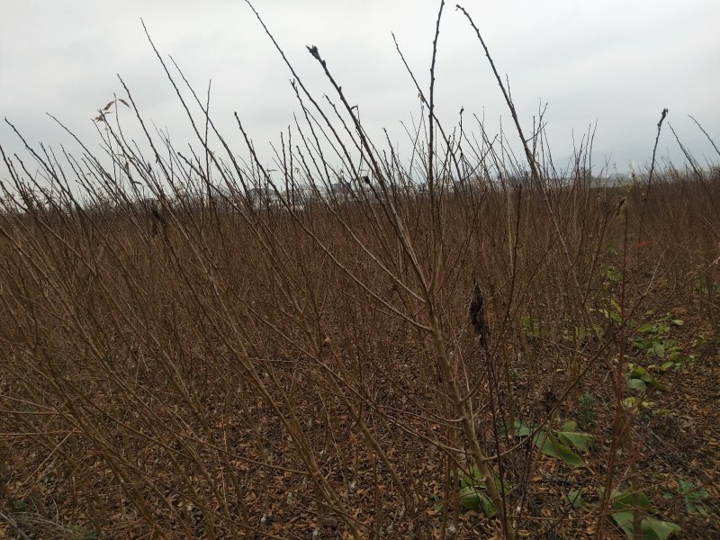 昭通森旺苗圃种植合作社专业培育优质甜脆李子树苗基地直发