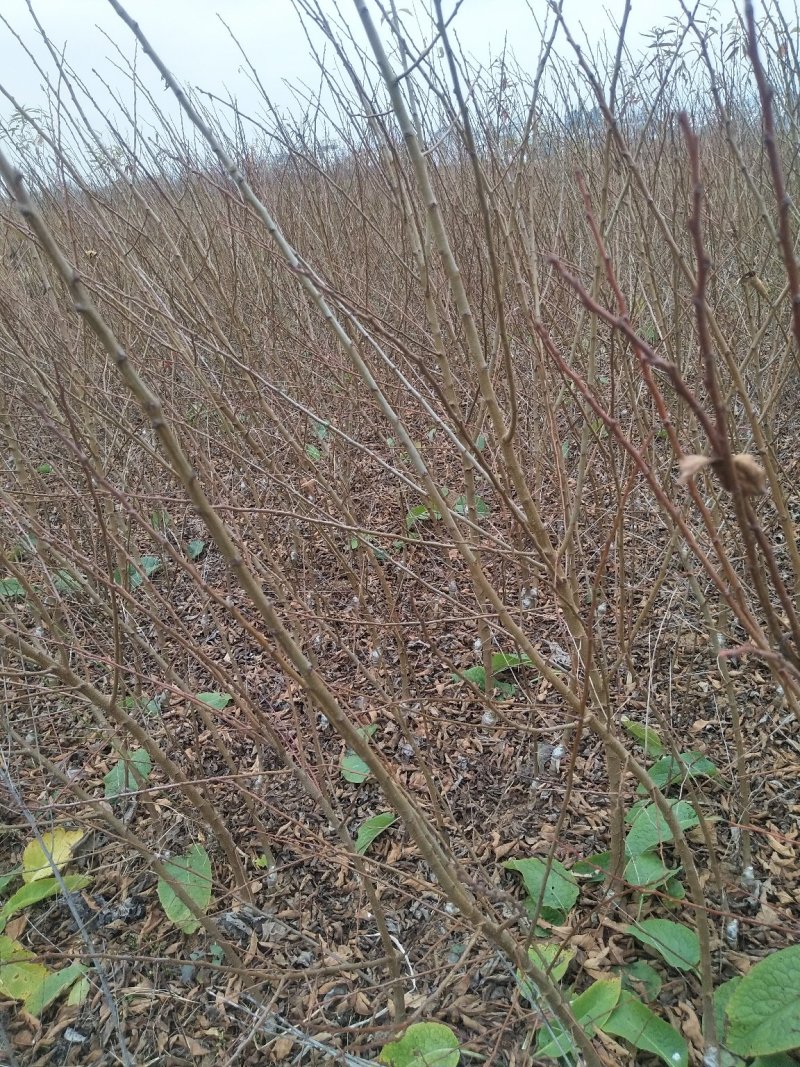 昭通森旺苗圃种植合作社专业培育优质甜脆李子树苗基地直发
