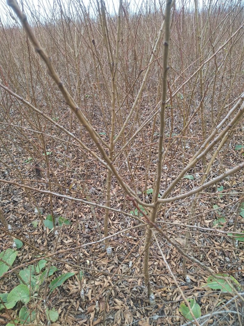 昭通森旺苗圃种植合作社专业培育优质甜脆李子树苗基地直发