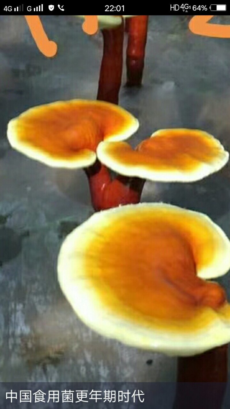 常年出售平菇香菇灵芝菌种出售平菇鲜蘑