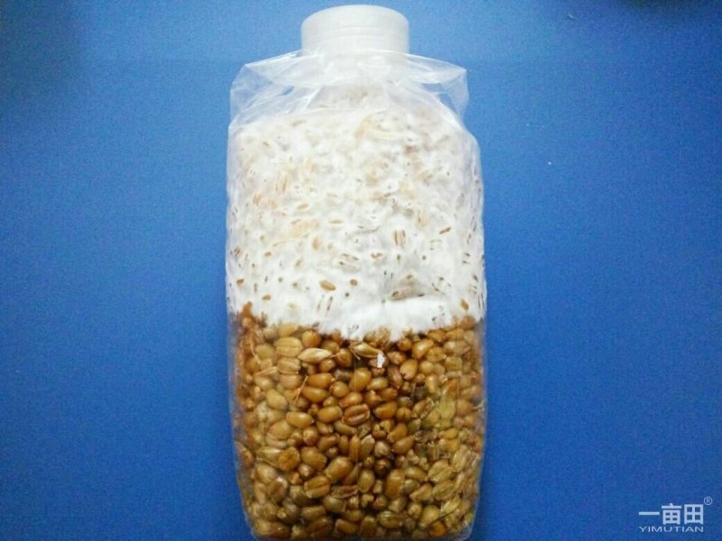 常年出售平菇香菇灵芝菌种出售平菇鲜蘑