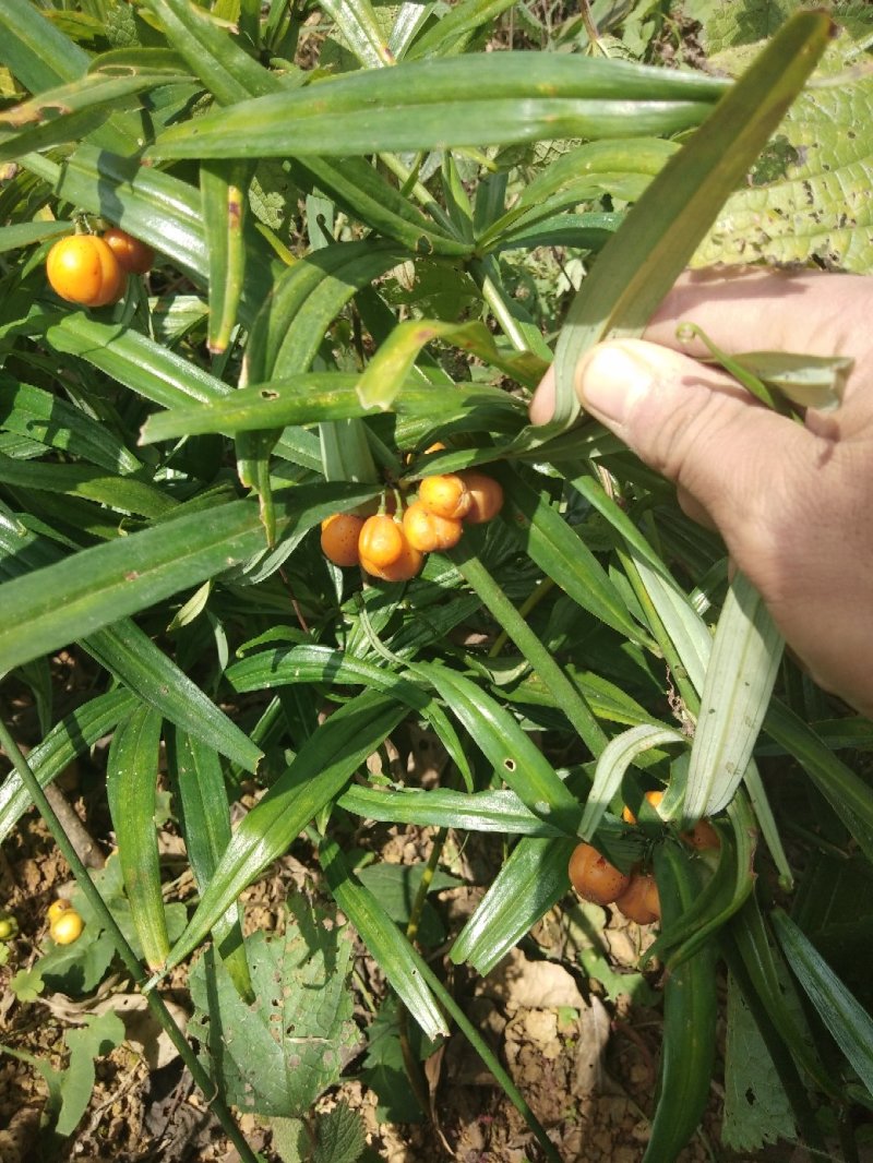 滇红花种芽