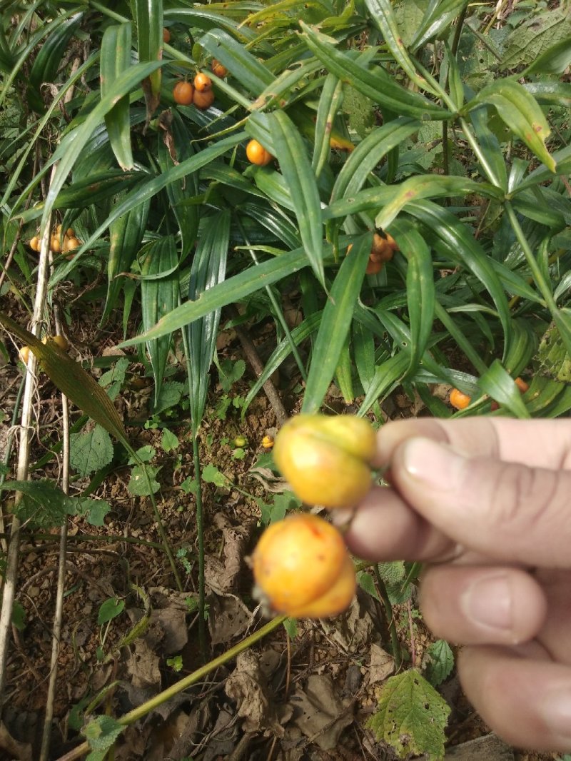 滇红花种芽