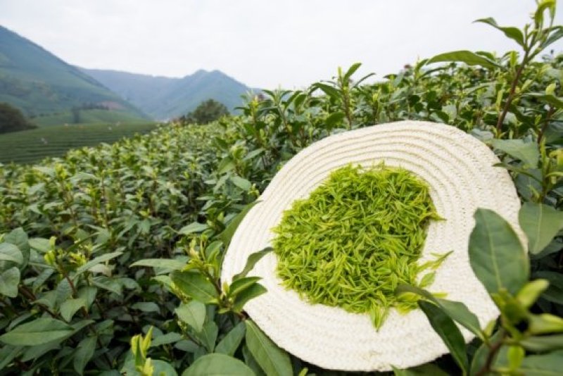 安吉白茶，野生绿茶