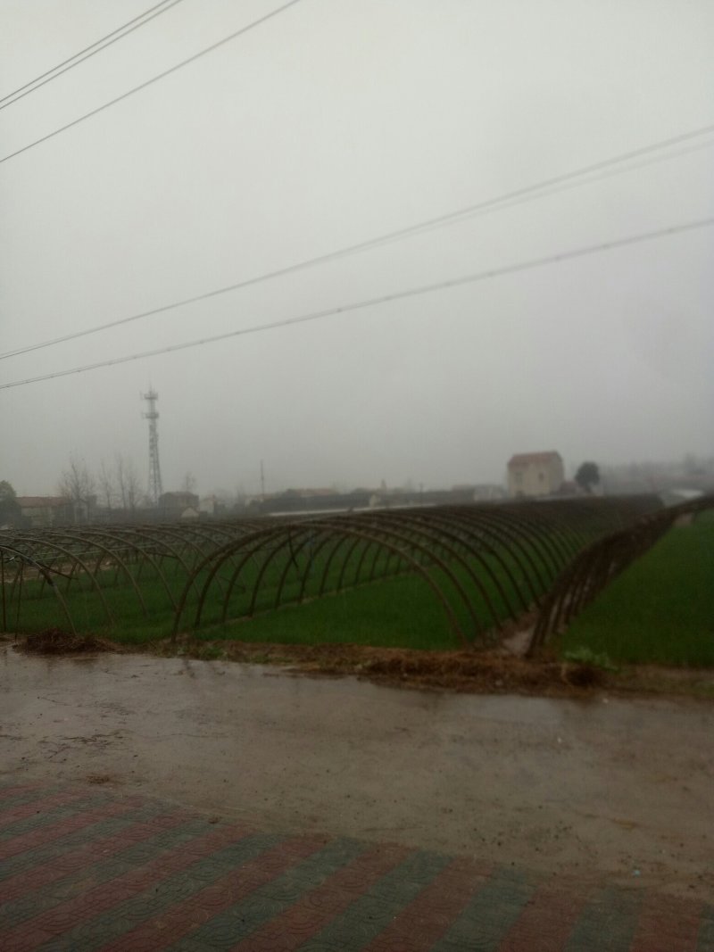 四季小香葱