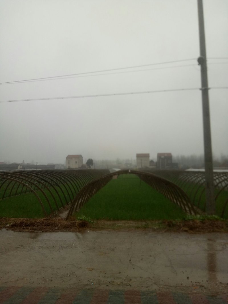 四季小香葱