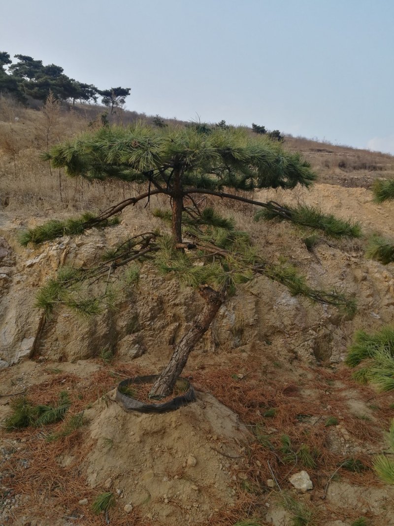 绿化苗木