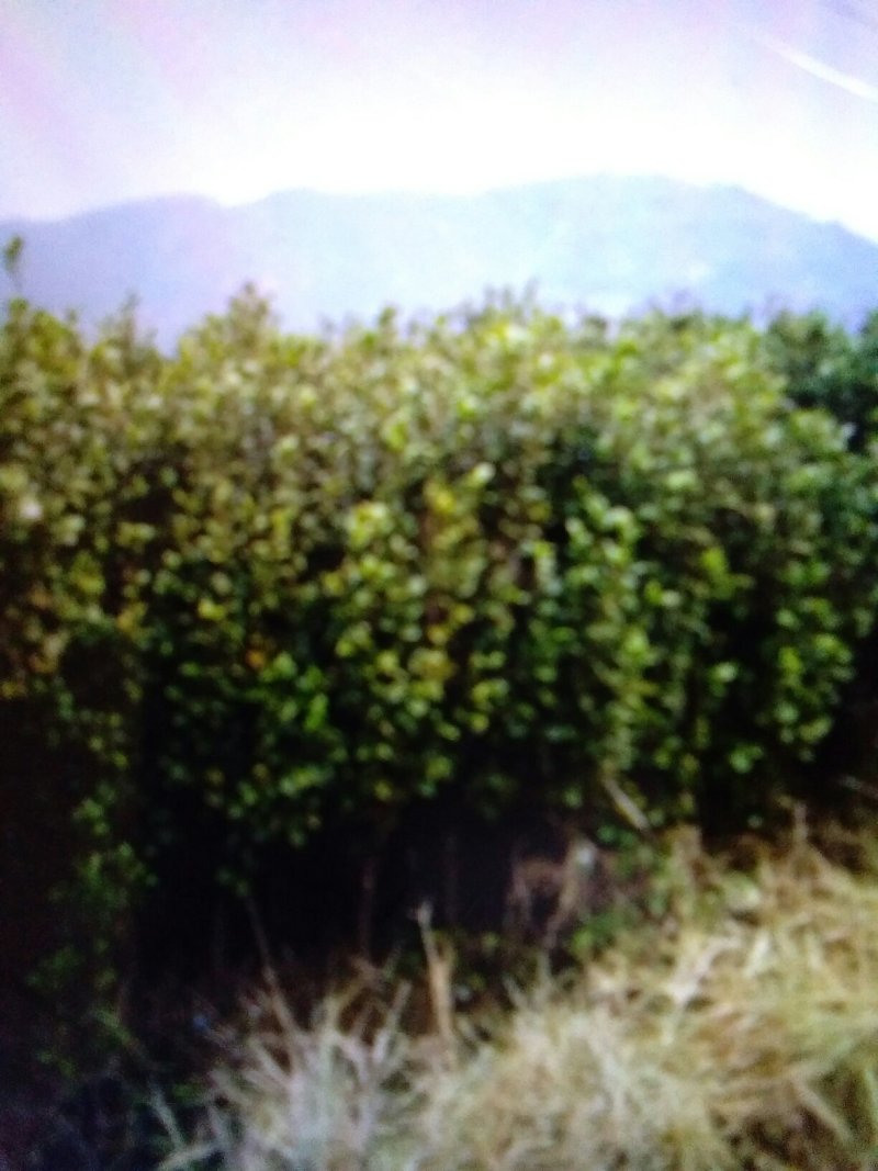 茶花树