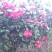 茶花树