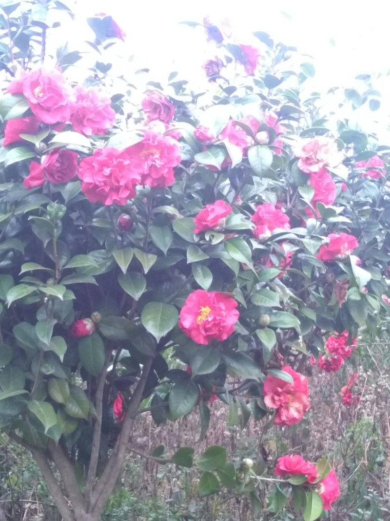 茶花树