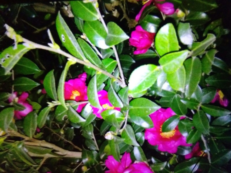 茶花树