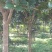 茶花树