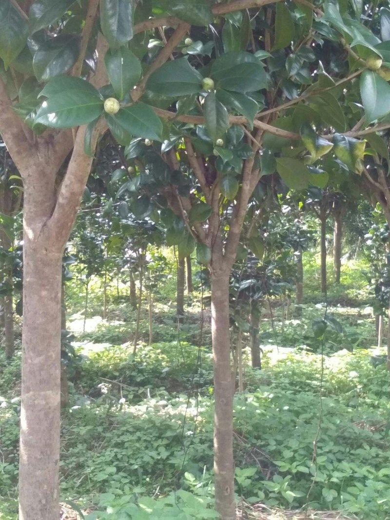 茶花树