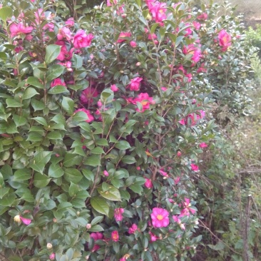 茶花树