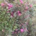 茶花树