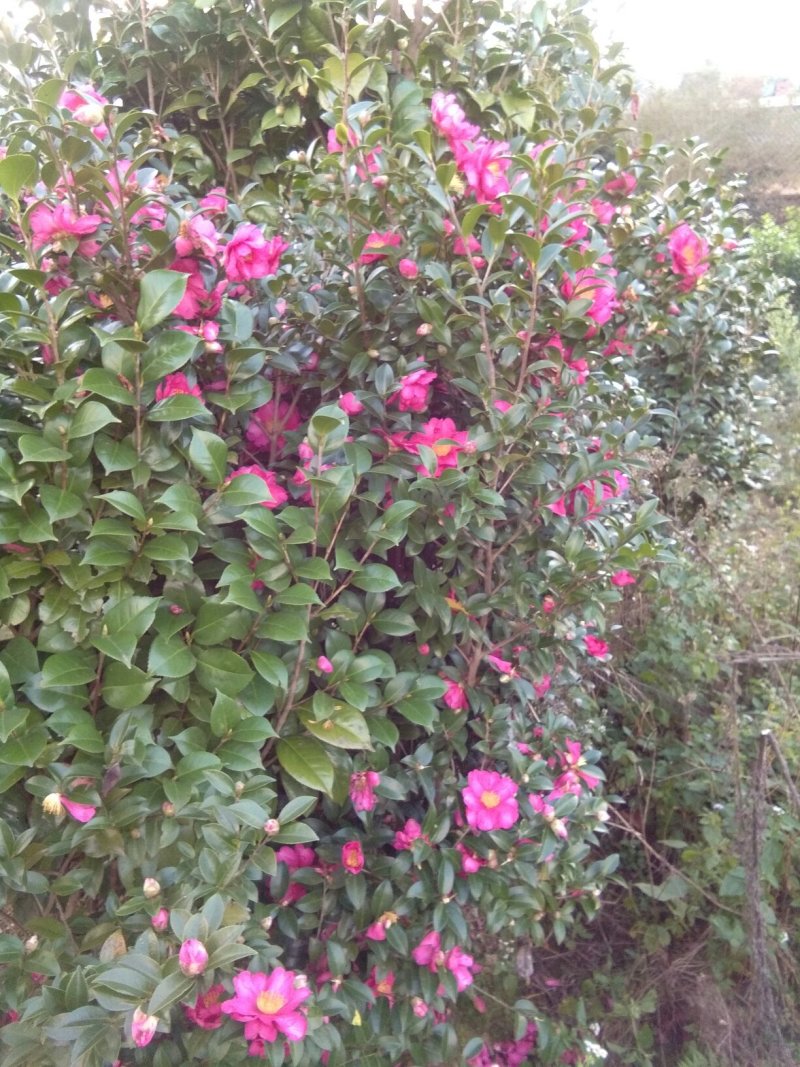 茶花树