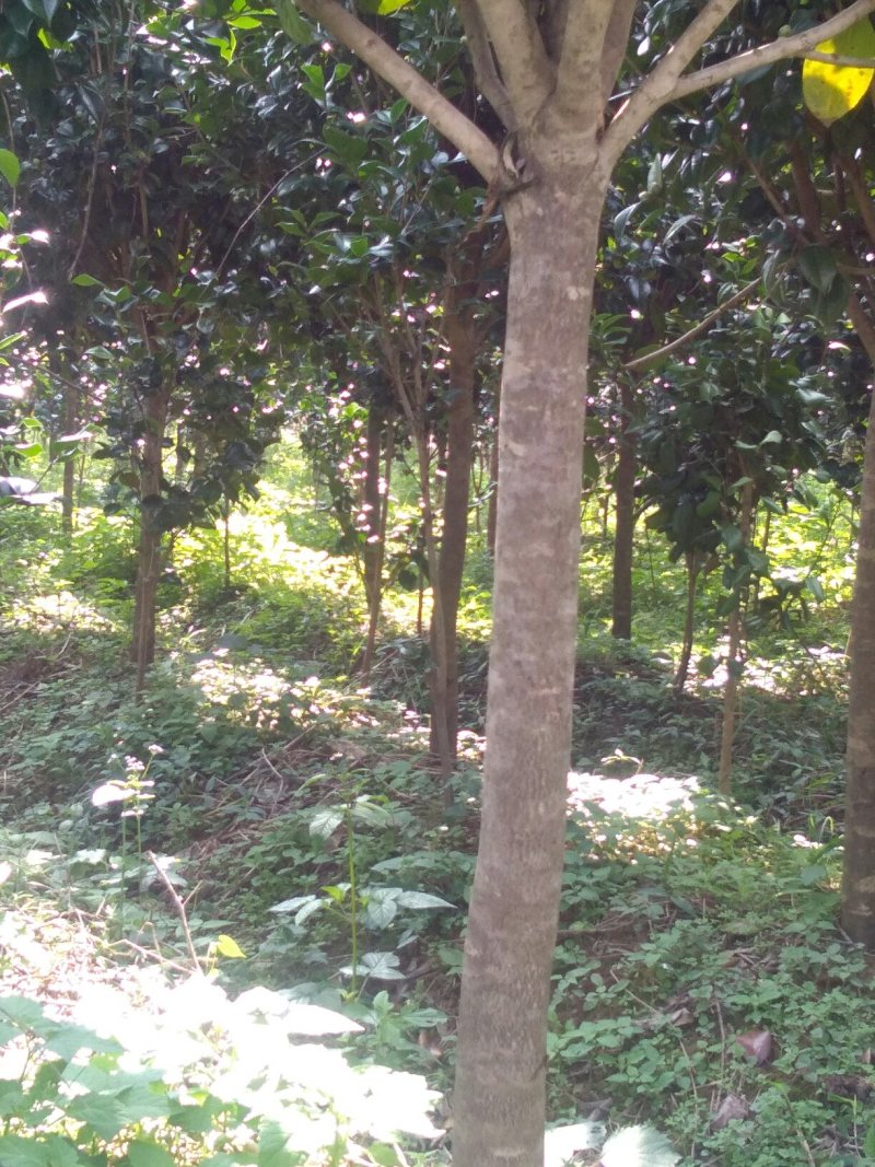 茶花树