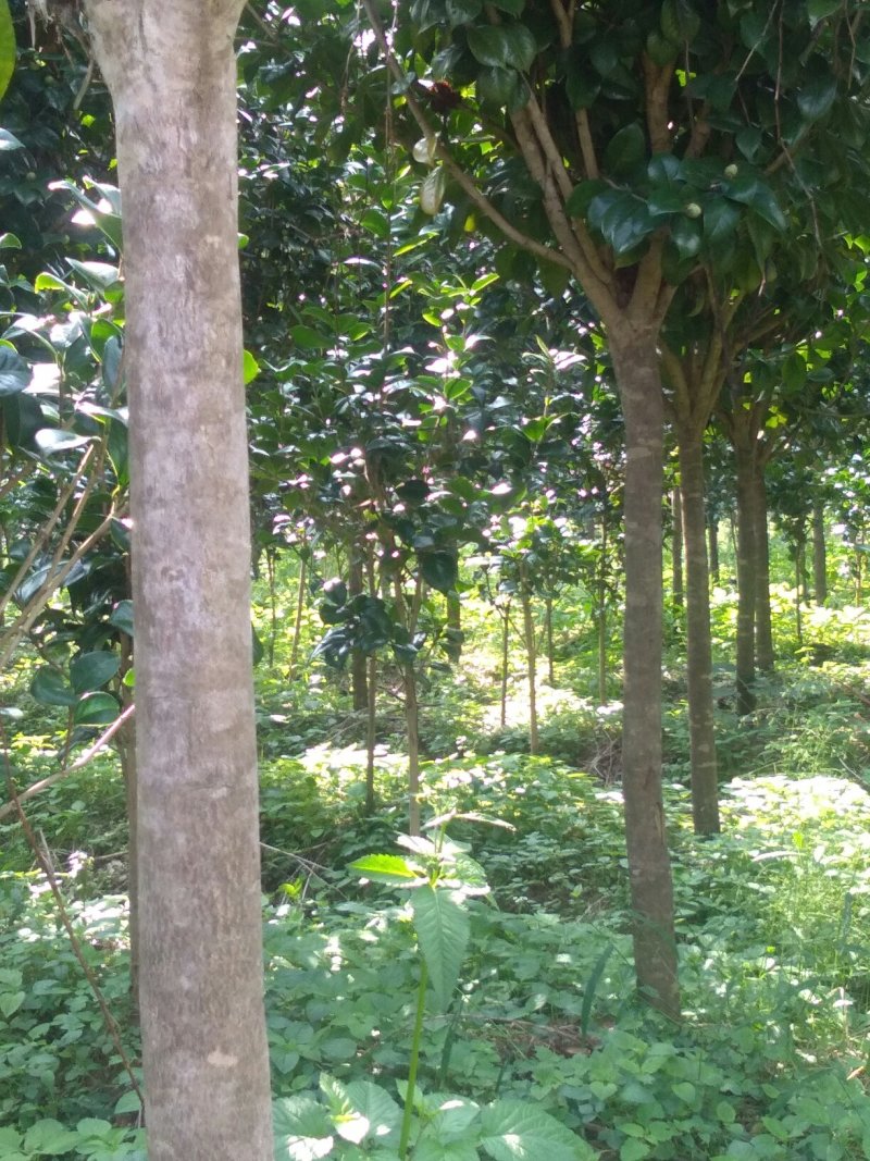 茶花树