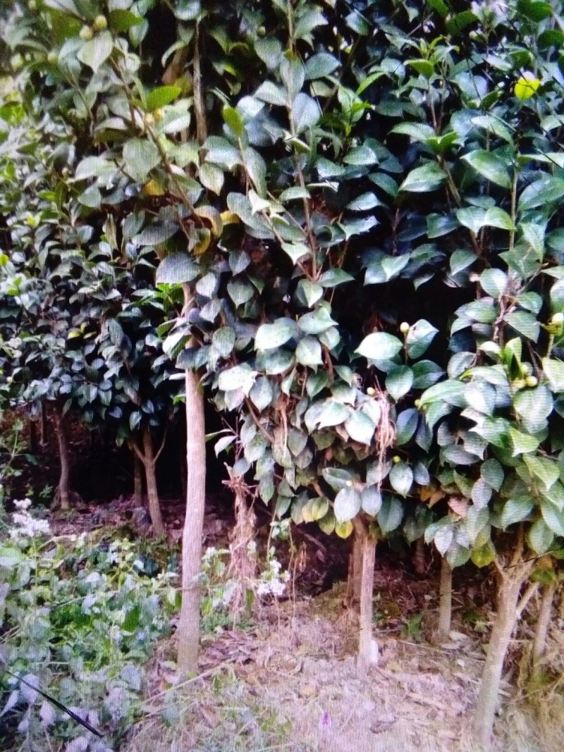 茶花树