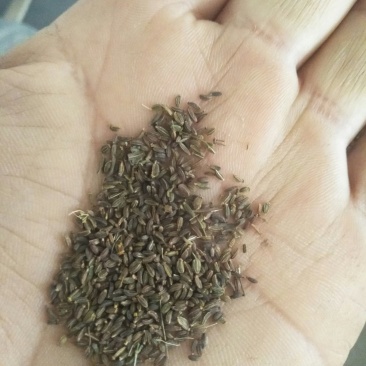 北柴胡种籽