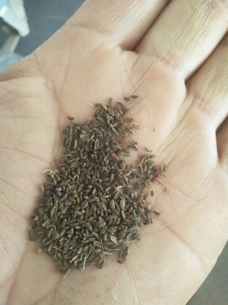 北柴胡种籽