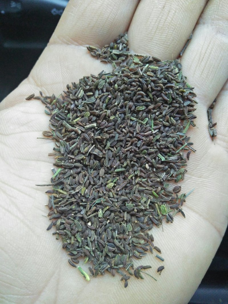 北柴胡种籽