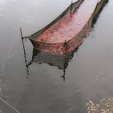 鱼苗