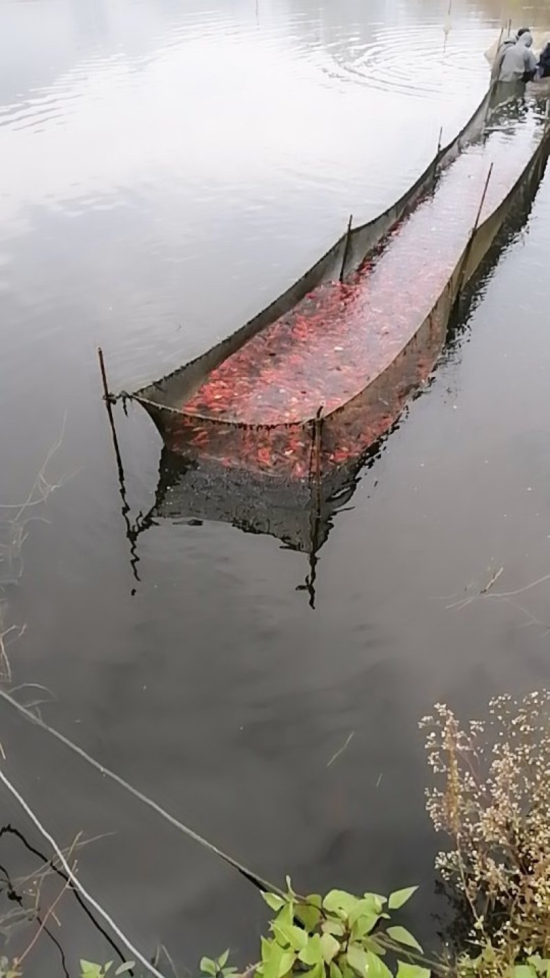 鱼苗