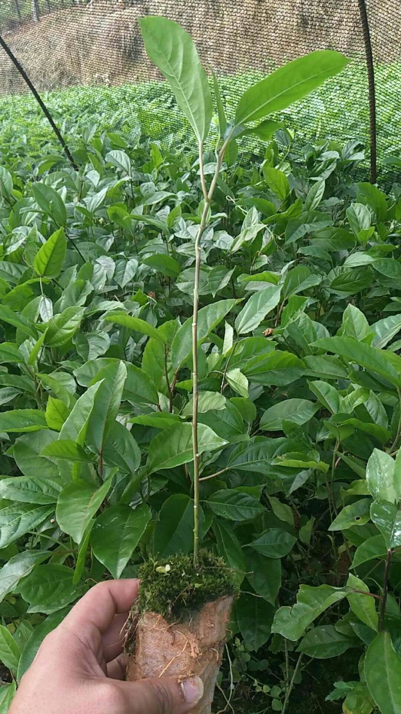 黄金百香果苗