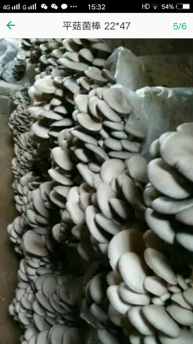 出售平菇香菇灵芝菌种出售平菇鲜蘑