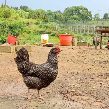 纯种芦花鸡苗黑芦花鸡苗全国发货大种芦花鸡卢花鸡苗直供