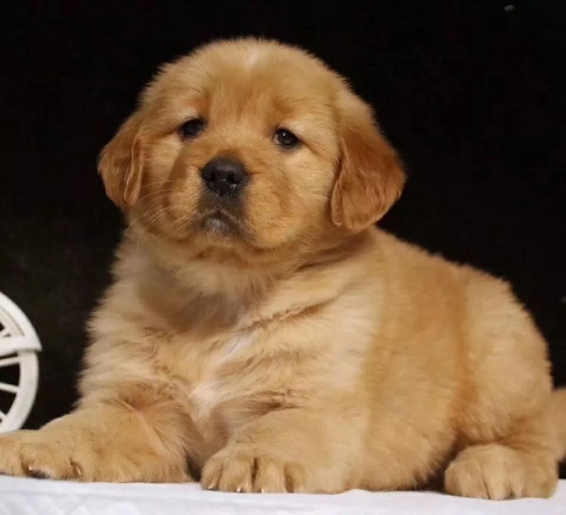 出售纯种金毛金毛幼犬金毛猎犬导盲犬金毛活体宠物狗金毛活体