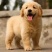 出售纯种金毛金毛幼犬金毛猎犬导盲犬金毛活体宠物狗金毛活体