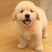 出售纯种金毛金毛幼犬金毛猎犬导盲犬金毛活体宠物狗金毛活体