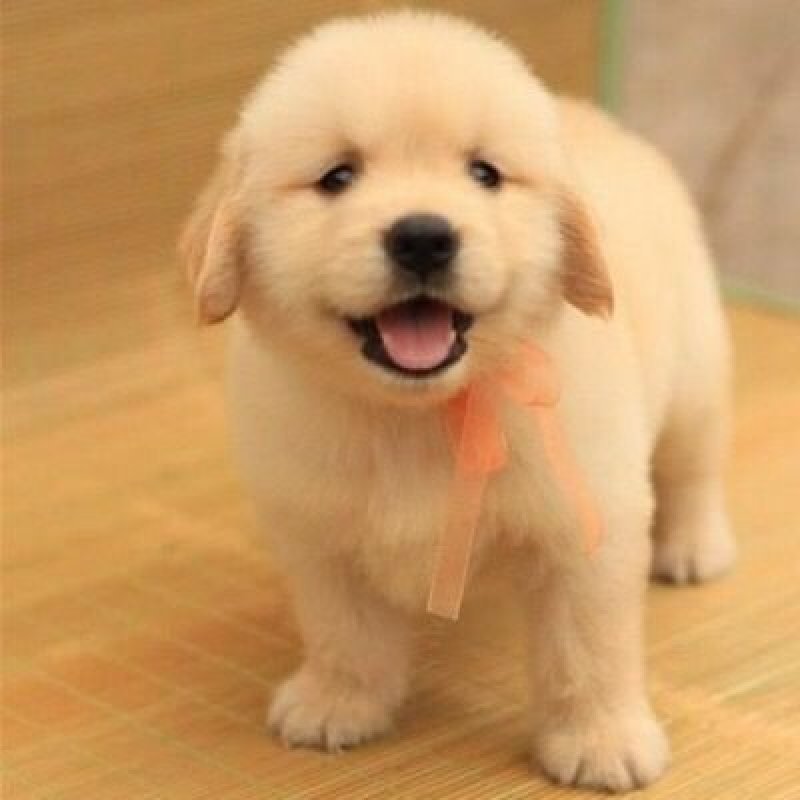 出售纯种金毛金毛幼犬金毛猎犬导盲犬金毛活体宠物狗金毛活体